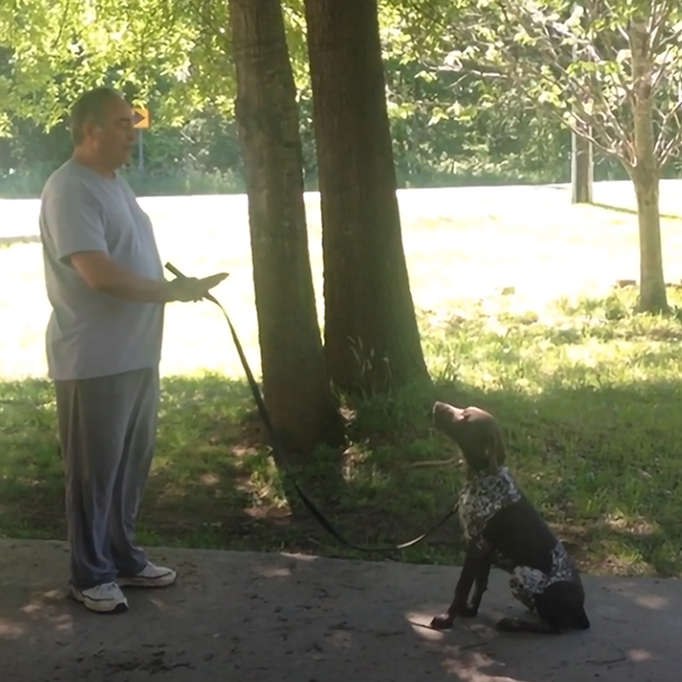 Charlotte NC obedience training for adult dogs and puppies