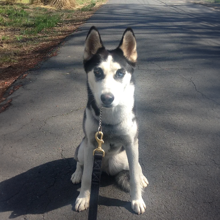 I am looking for dog obedience school for my husky puppy somewhere near asheville, nc