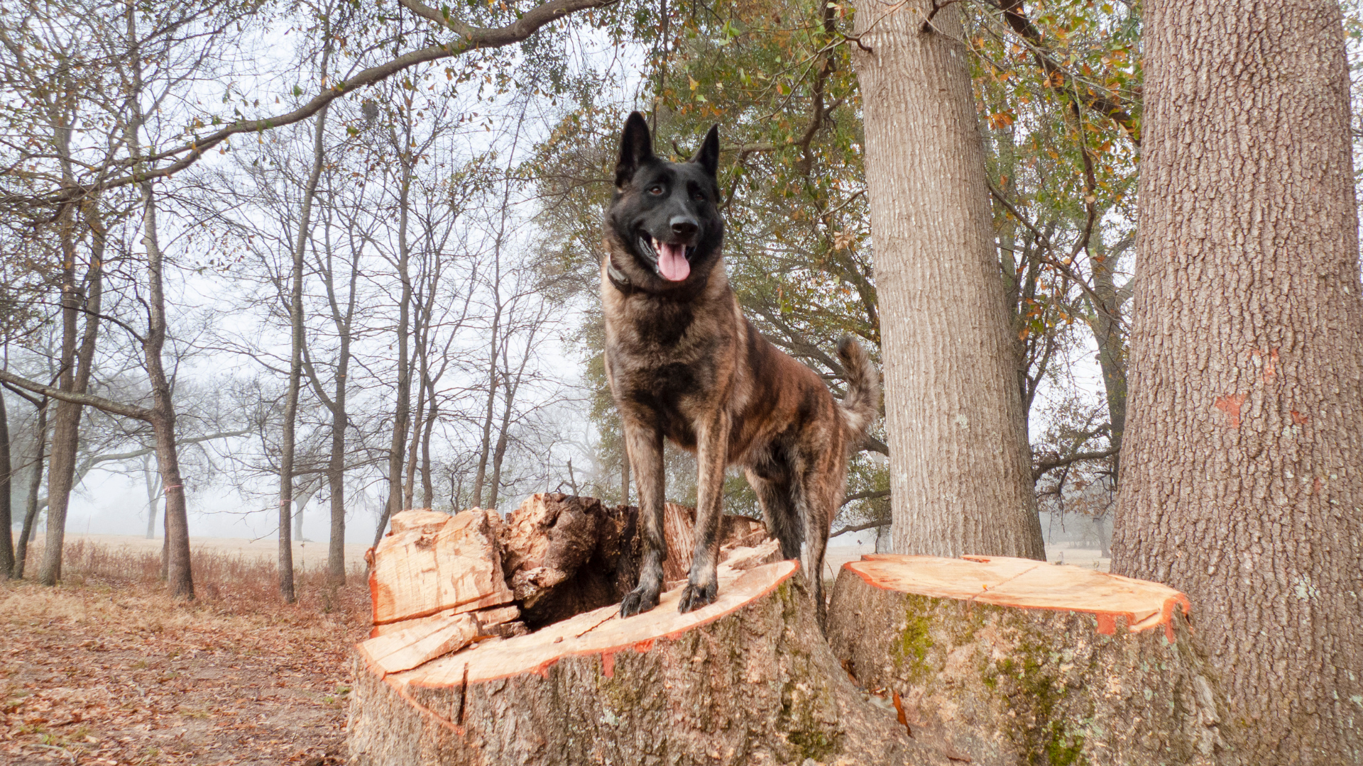 Learn about desanto's dogs and our expert level and caring dog training
