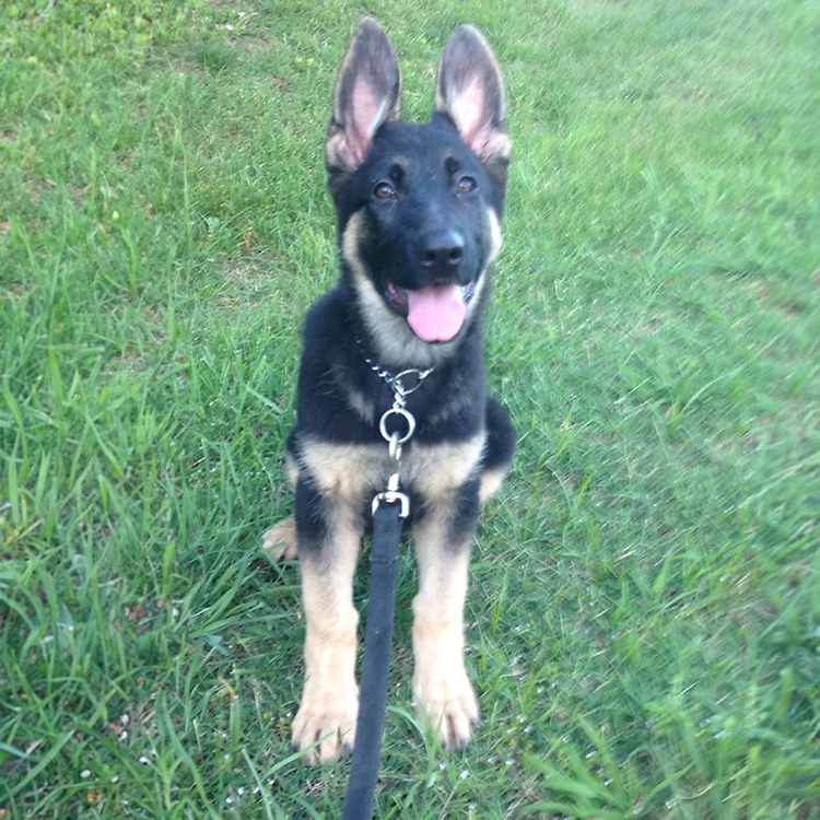 Trained GSD puppies for sale NC