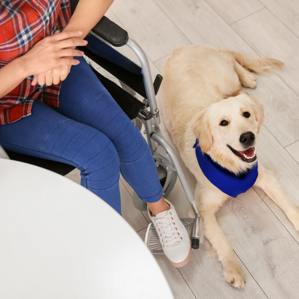 dog wheelchair disabilities training for dogs in north carolina