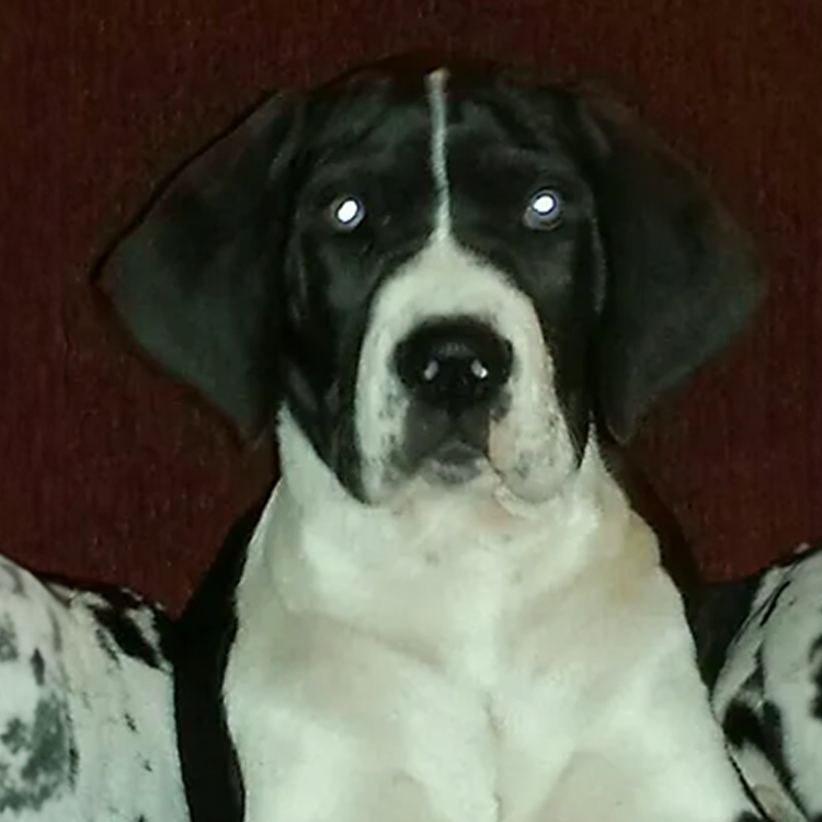 great dane training and puppies for sale in north carolina
