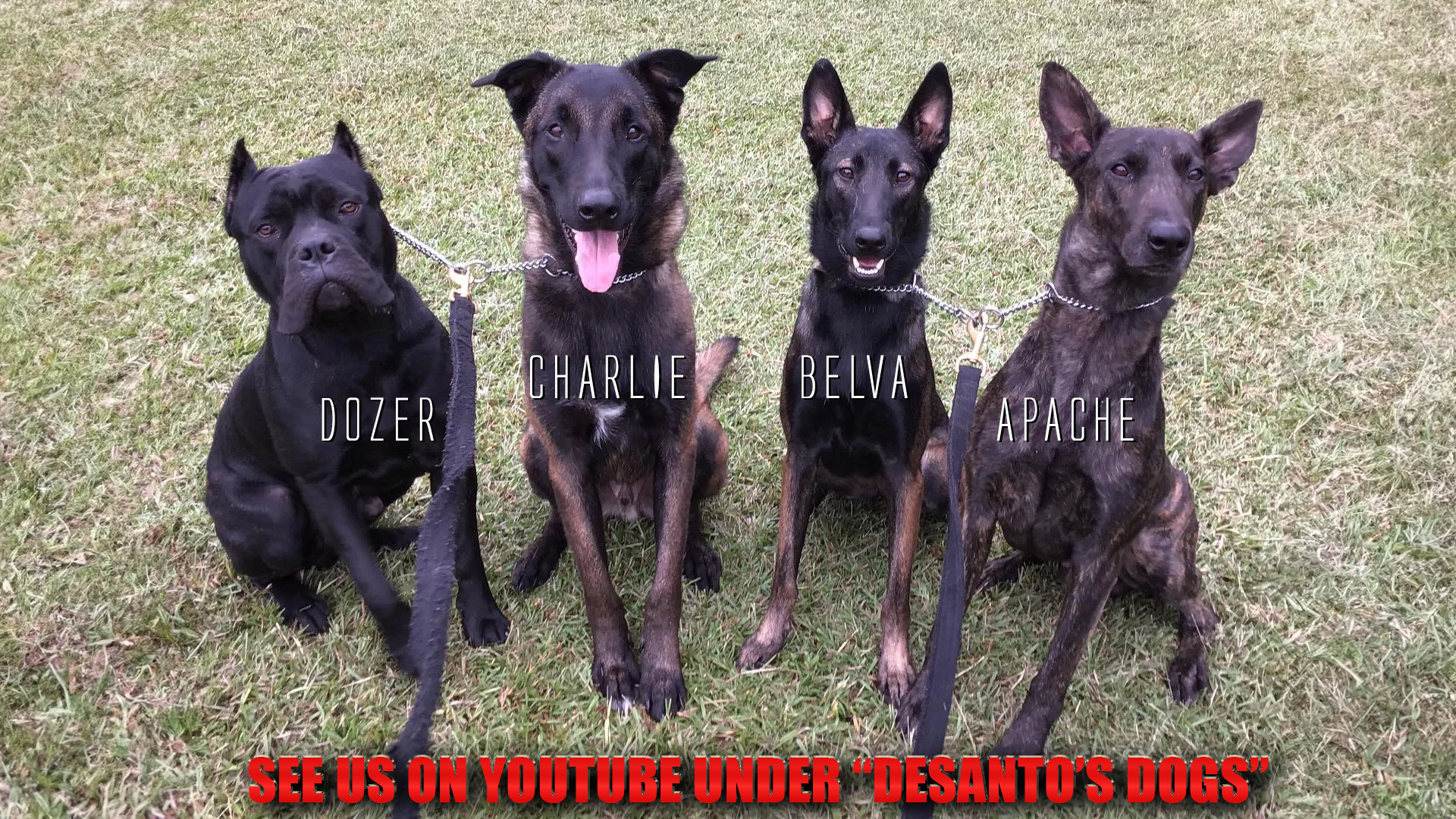 personal-protection-training-dog-obedience-training-guard-dog-training-in-north-carolina dd YT