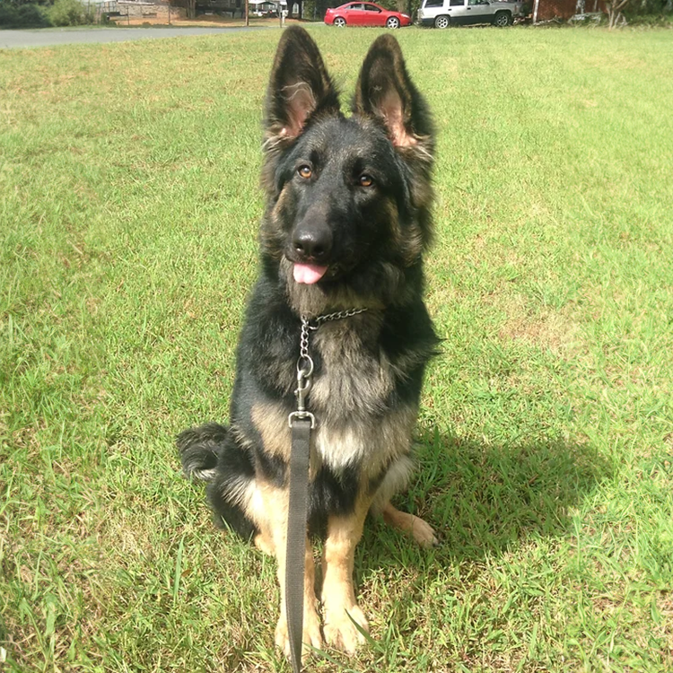 trained personal protection dogs and puppies for sale in north carolina.