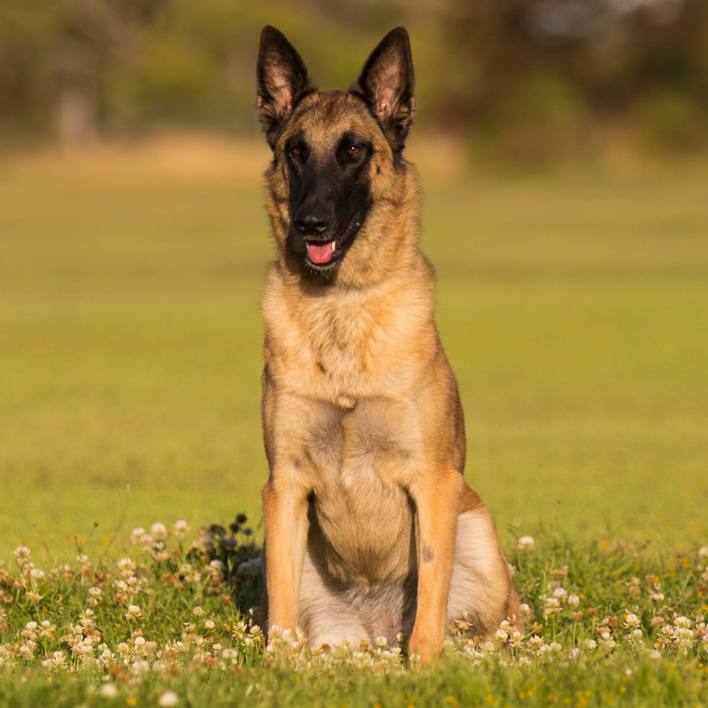 trained protection dogs for sale in NC